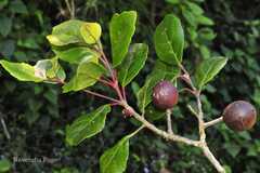 Elaeocarpus gaussenii